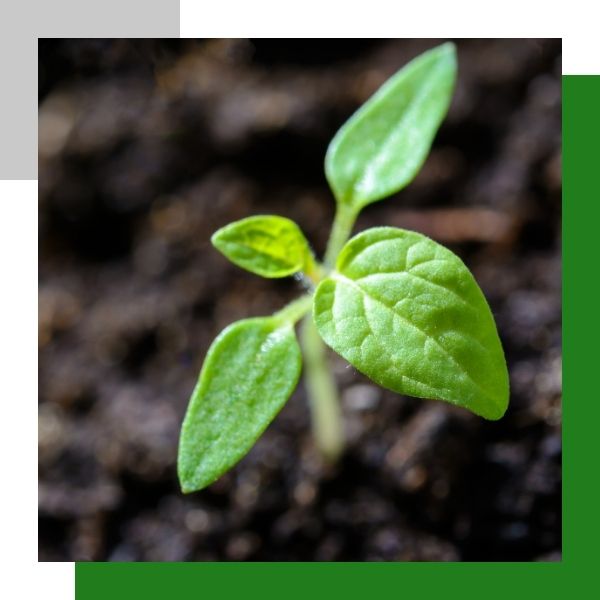 a plant growing